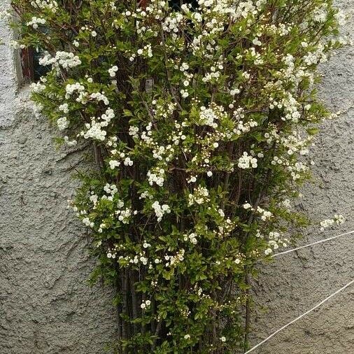 Spiraea cantoniensis Hábito