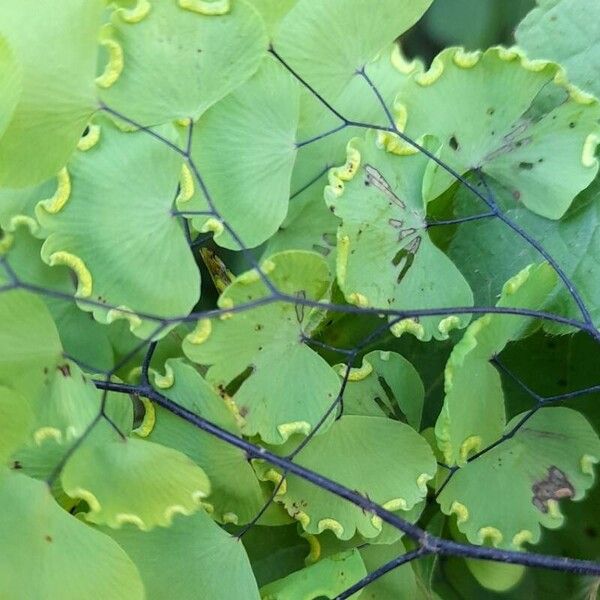 Adiantum poiretii Fruit