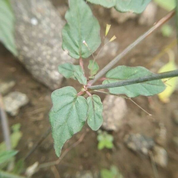 Boerhavia erecta Blatt