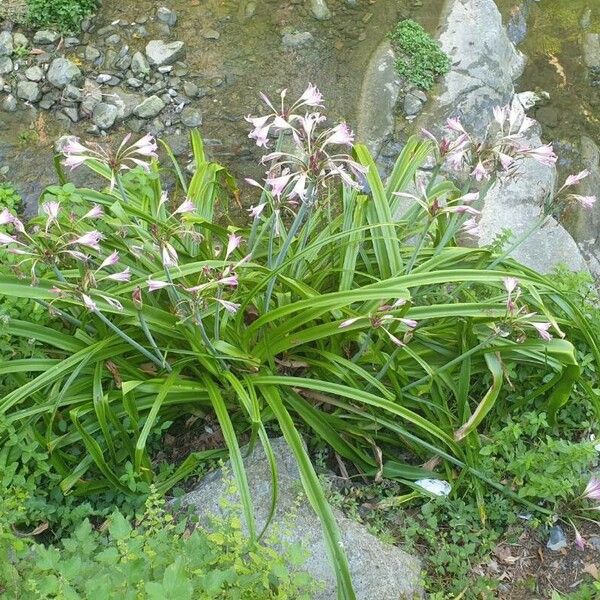 Crinum bulbispermum Flower