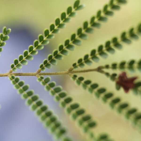 Acaciella villosa Leaf