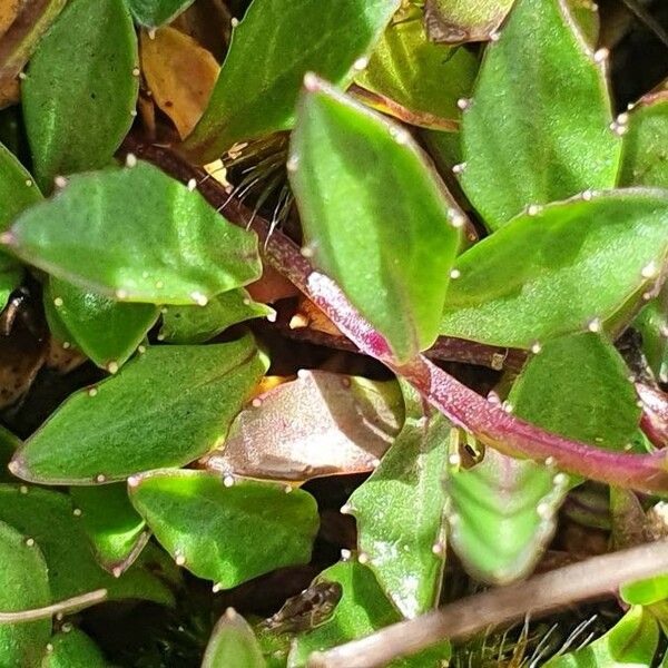 Lobelia holstii Hostoa