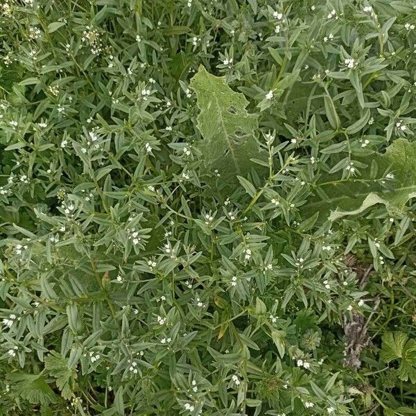 Lithospermum officinale Žiedas