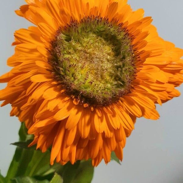 Calendula stellata Žiedas