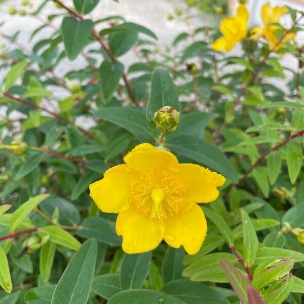 Hypericum × hidcoteense Flower