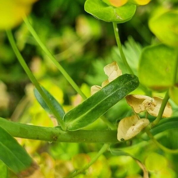 Euphorbia esula Blatt