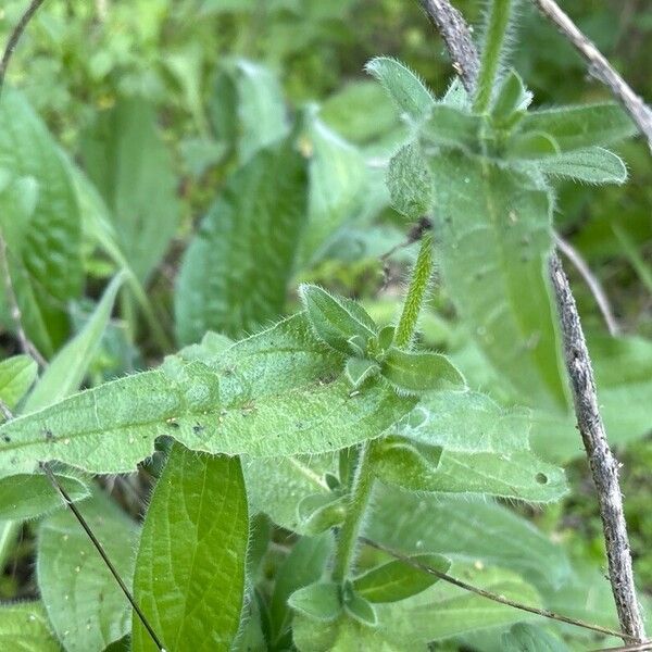 Echium plantagineum Blatt