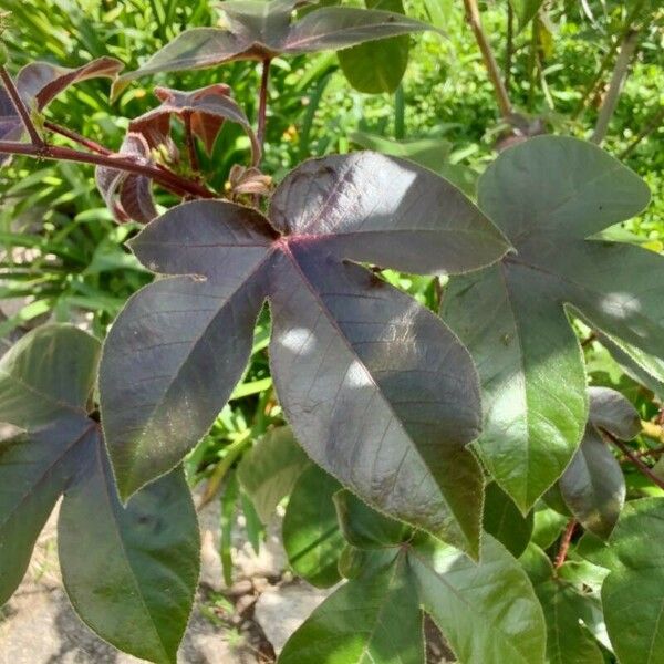 Jatropha gossypiifolia 葉