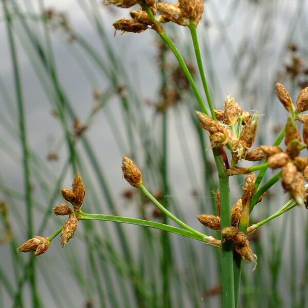 Schoenoplectus lacustris Flor