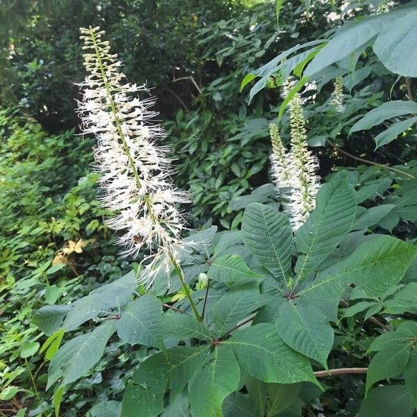 Aesculus parviflora Flor