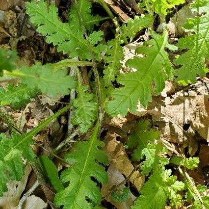 Pedicularis canadensis Leaf