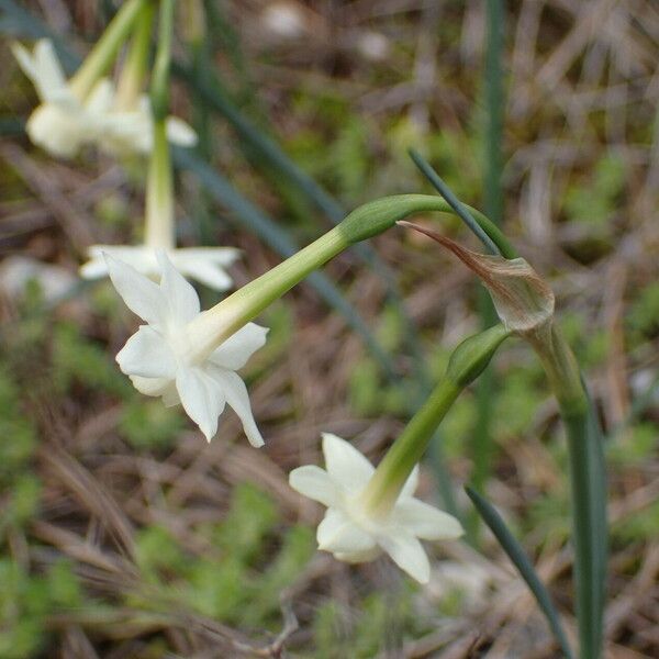 Narcissus dubius Blomst