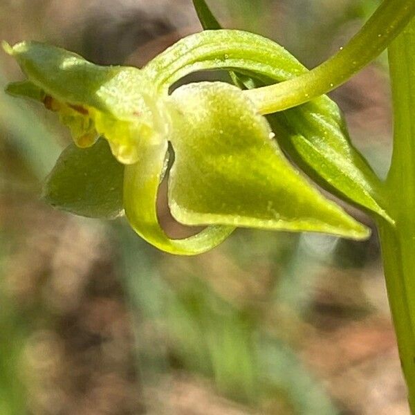 Platanthera algeriensis Flor