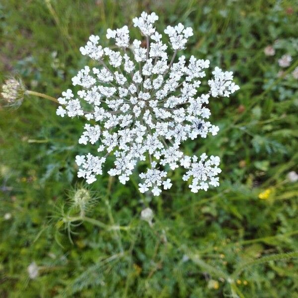 Daucus carota Kvet