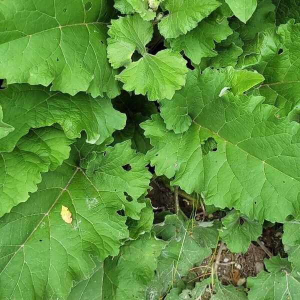 Arctium nemorosum Blad