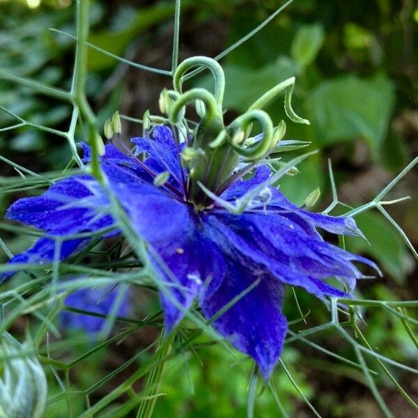 Nigella damascena Квітка