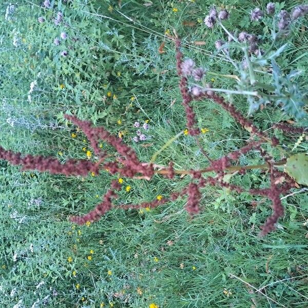 Rumex crispus Blomst