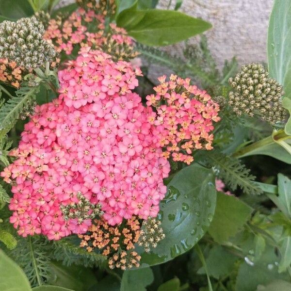 Achillea distans Žiedas