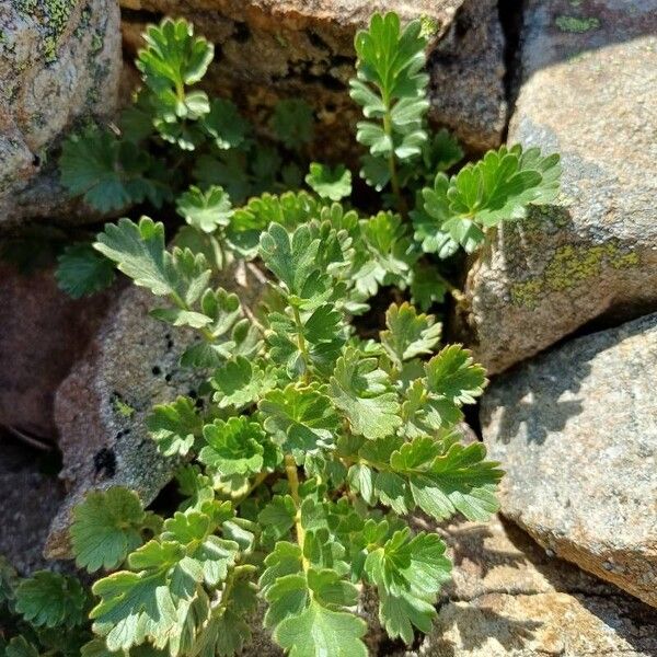 Geum reptans Листок