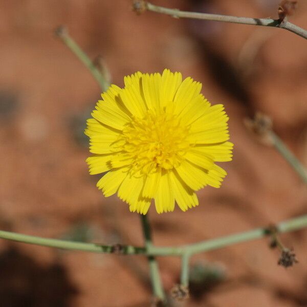 Launaea capitata Flower