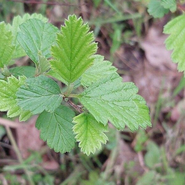 Holodiscus discolor Ліст