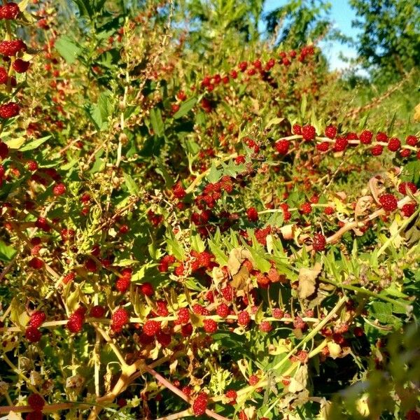 Blitum capitatum Fruit