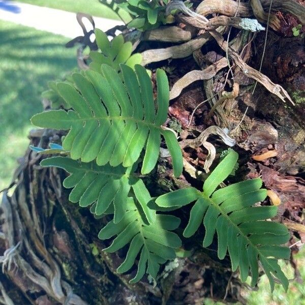 Pleopeltis polypodioides List