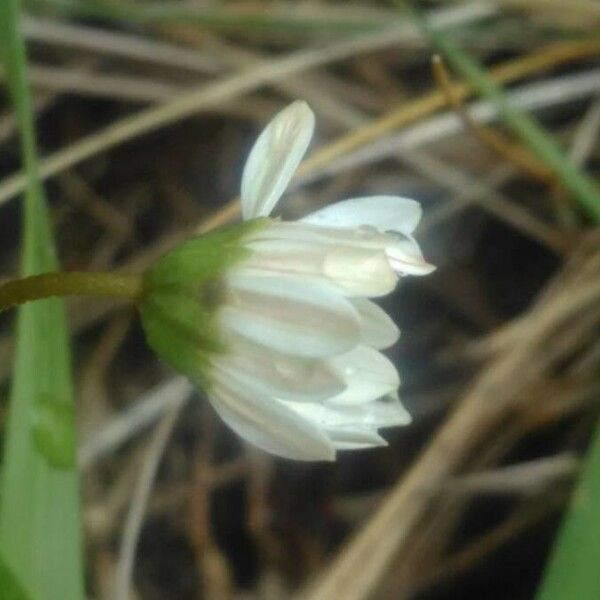 Bellium bellidioides Blüte