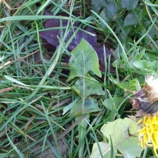 Taraxacum officinale Leaf