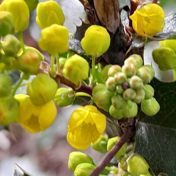 Berberis aquifolium 花