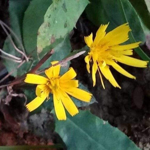 Hieracium lachenalii Blüte