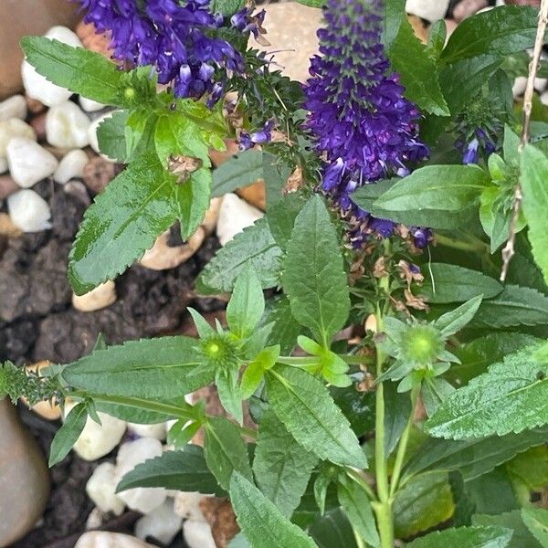 Veronica spicata Листок