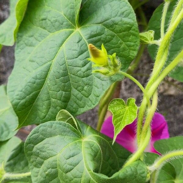 Ipomoea purpurea Habit