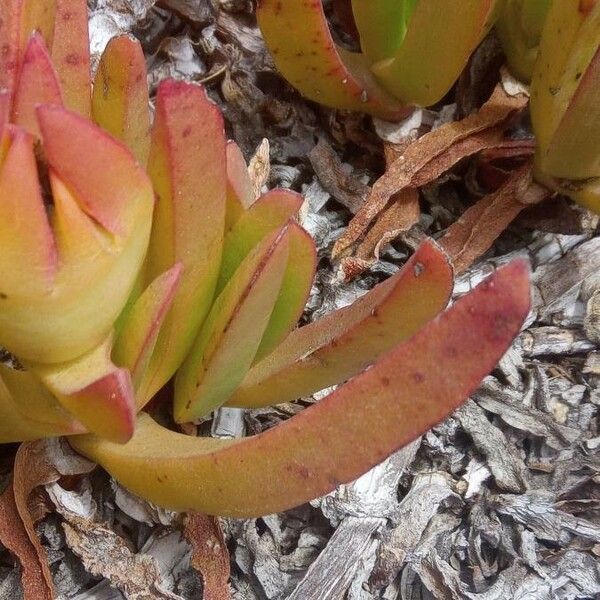 Carpobrotus edulis Blad