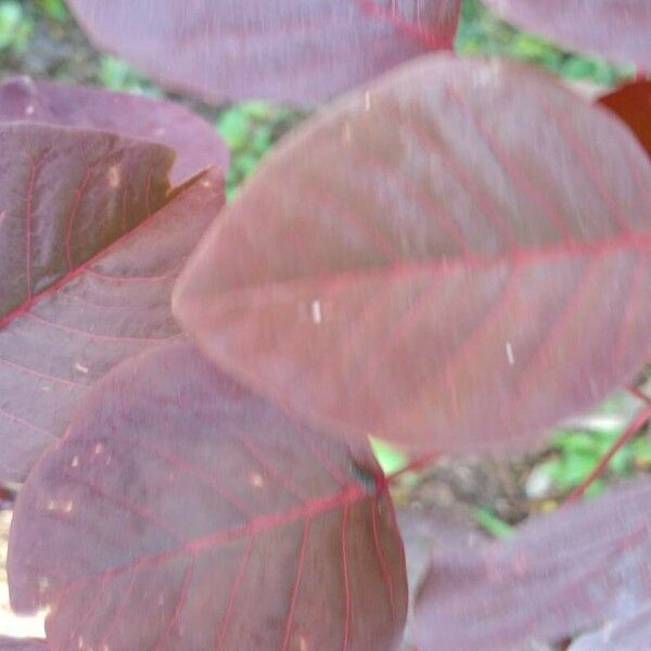 Euphorbia cotinifolia Hoja