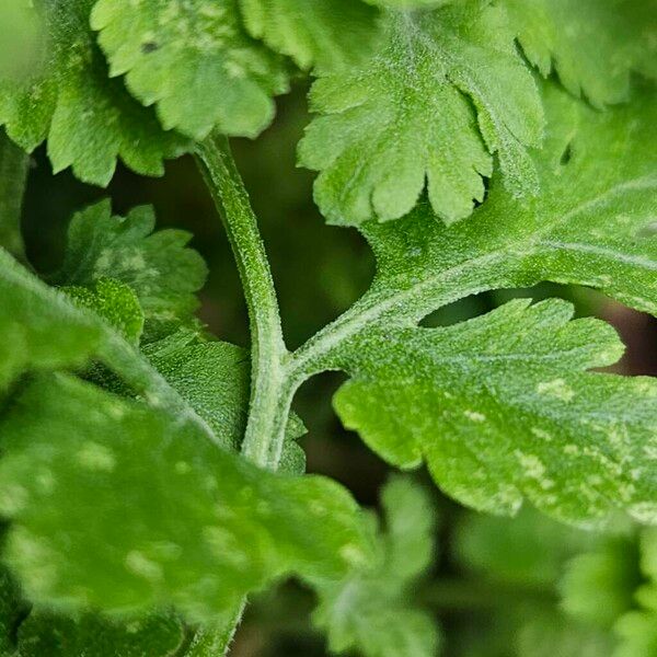 Tanacetum parthenium Bark