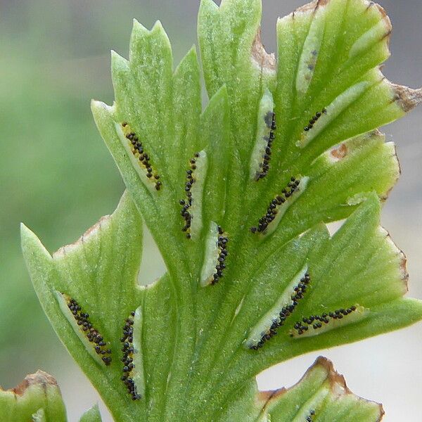 Asplenium onopteris List