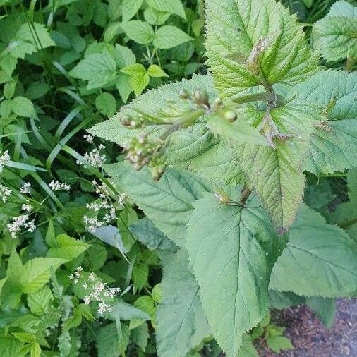 Scrophularia nodosa Flower