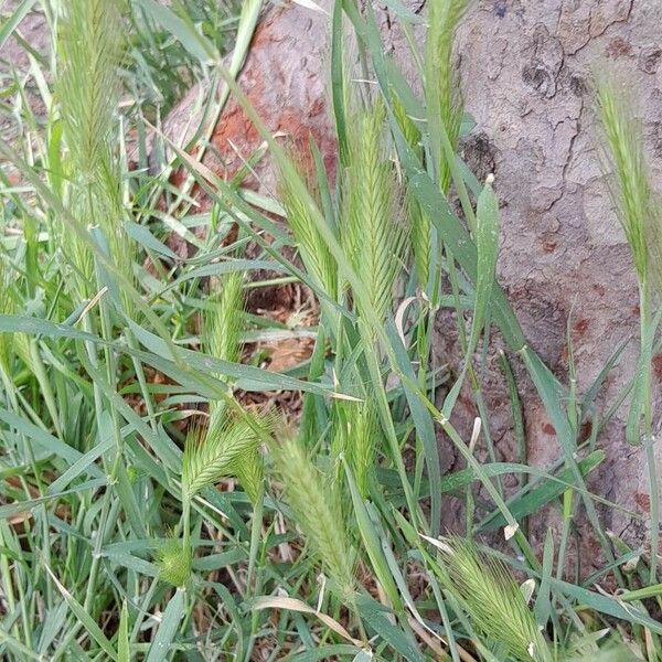 Hordeum murinum Habitus