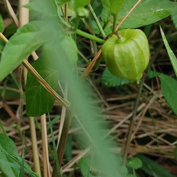 Physalis angulata Fruitua