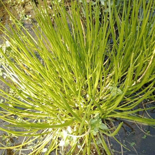 Isoetes echinospora 葉