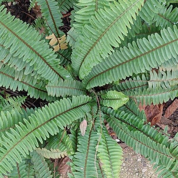 Nephrolepis cordifolia Folha