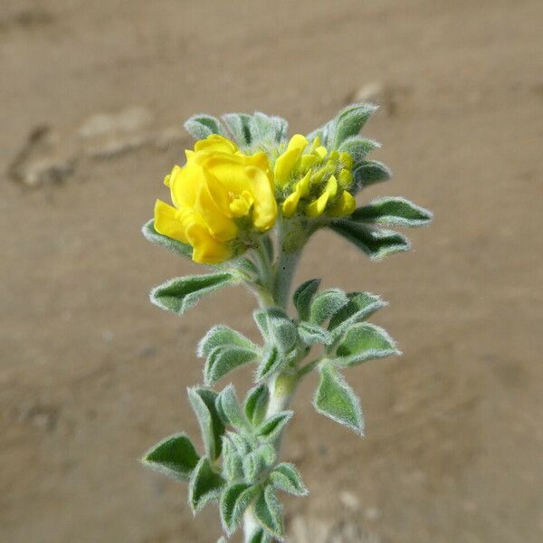 Medicago marina Flor