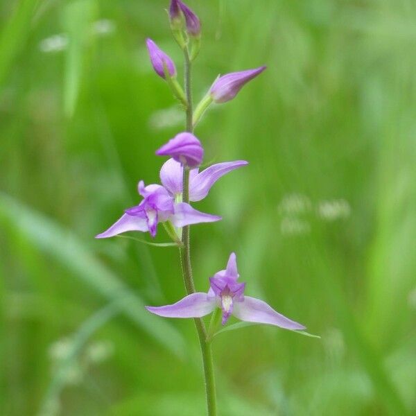 Cephalanthera rubra ফুল