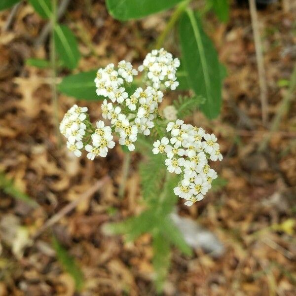 Achillea nobilis Квітка