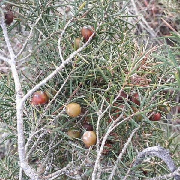 Juniperus oxycedrus Fruit