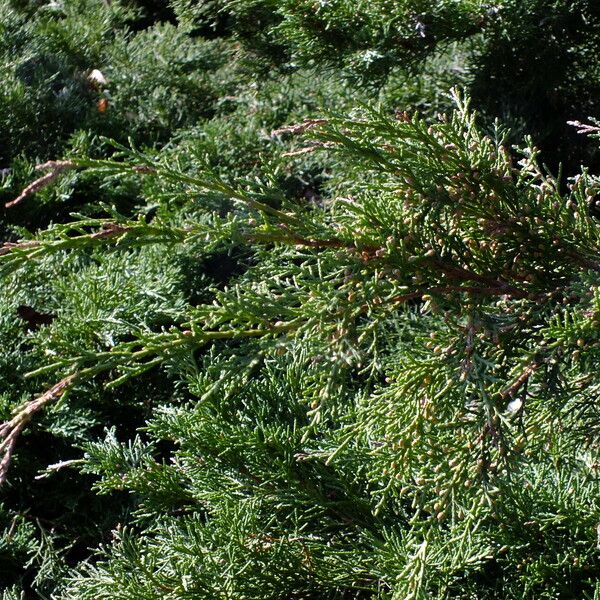 Juniperus sabina Feuille