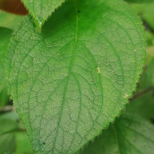 Kohleria tubiflora Blatt