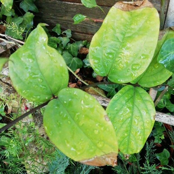 Clerodendrum umbellatum Leaf