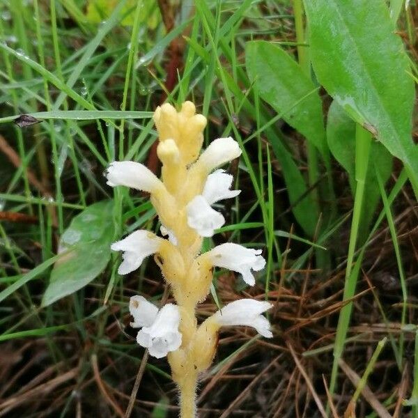 Orobanche caryophyllacea 形態